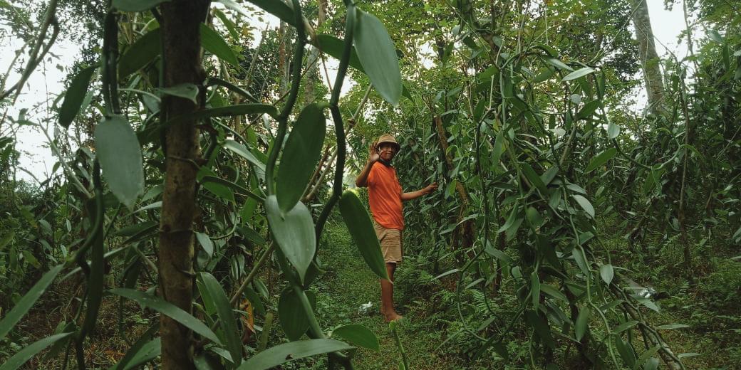 Indonesian vanilla farmer hand-harvesting vanilla pods