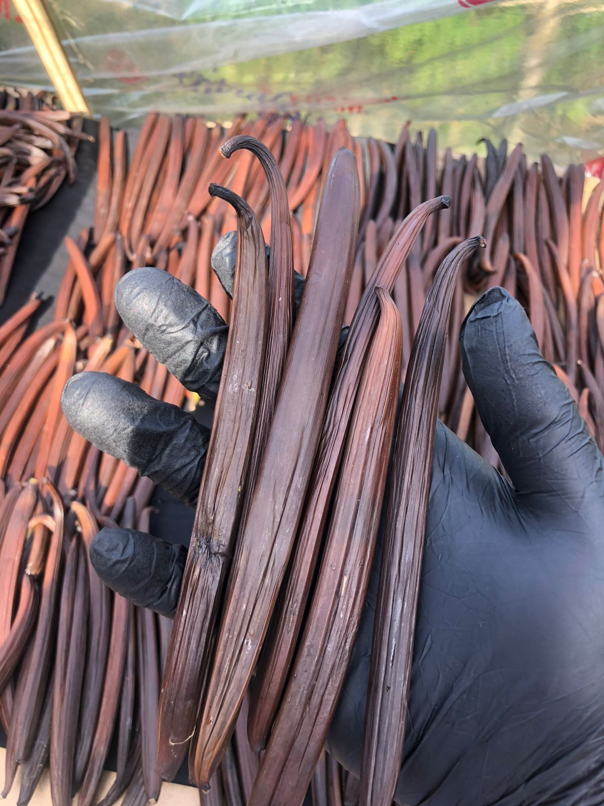 Freshly harvested green vanilla pods on an Indonesian vanilla vine
